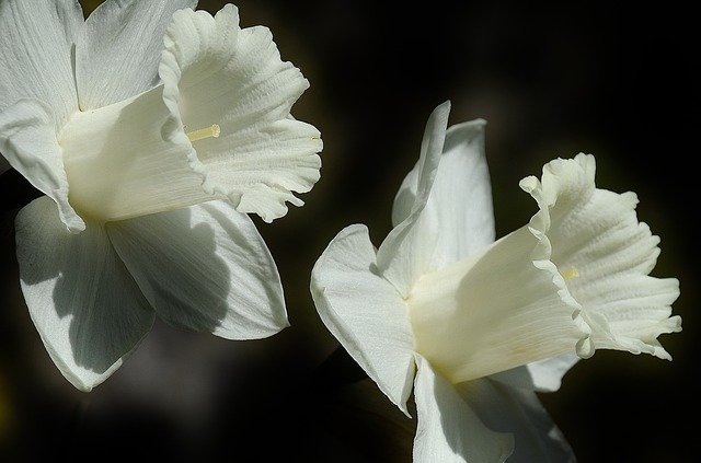 Two daffodils on black background