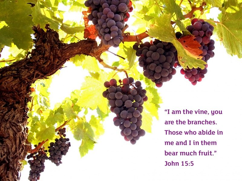 Vine with grapes and Bible quote "I am the vine, you are the branches. Those who abide in me and I in them bear much fruit." John 15:5