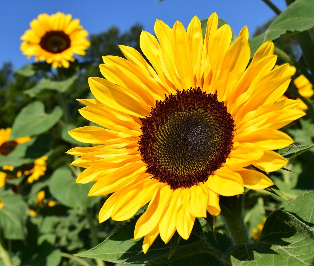 Sunflower in field under blue sky