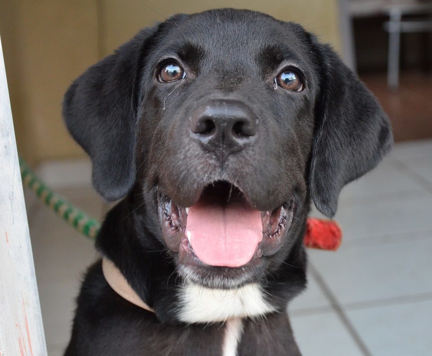 Black Labrador looking up